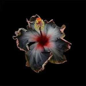 Babyboy AV – Risk Artwork